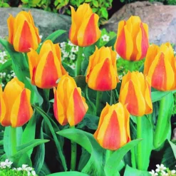 ARBORIX - 50 x tulipe buttercup - bulbes à fleurs de printemps