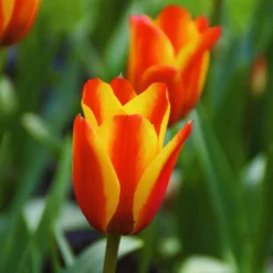 ARBORIX - 50 x tulipe cape cod - bulbes à fleurs de printemps