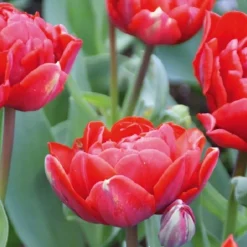 ARBORIX - 50 x tulipe carlton - bulbes à fleurs de printemps