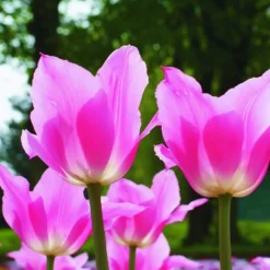 ARBORIX - 50 x tulipe china pink - bulbes à fleurs de printemps