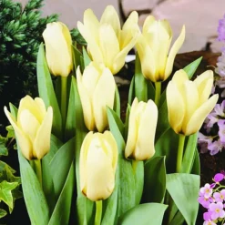 ARBORIX - 50 x tulipe concerto - bulbes à fleurs de printemps