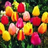 ARBORIX - 50 x tulipe darwin mix - bulbes à fleurs de printemps