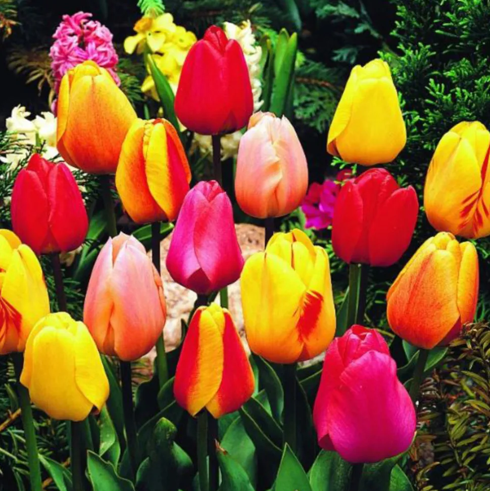 ARBORIX - 50 x tulipe darwin mix - bulbes à fleurs de printemps