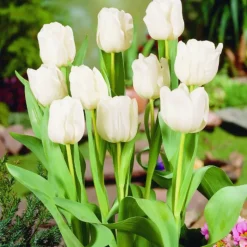 ARBORIX - 50 x tulipe diana - bulbes à fleurs de printemps