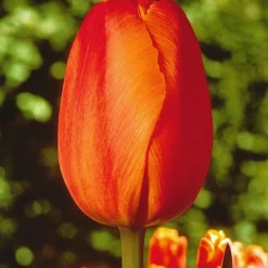 ARBORIX - 50 x tulipe dillenburg - bulbes à fleurs de printemps