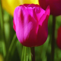 ARBORIX - 50 x tulipe don quichotte - bulbes à fleurs de printemps