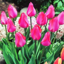 ARBORIX - 50 x tulipe elizabeth arden - bulbes à fleurs de printemps