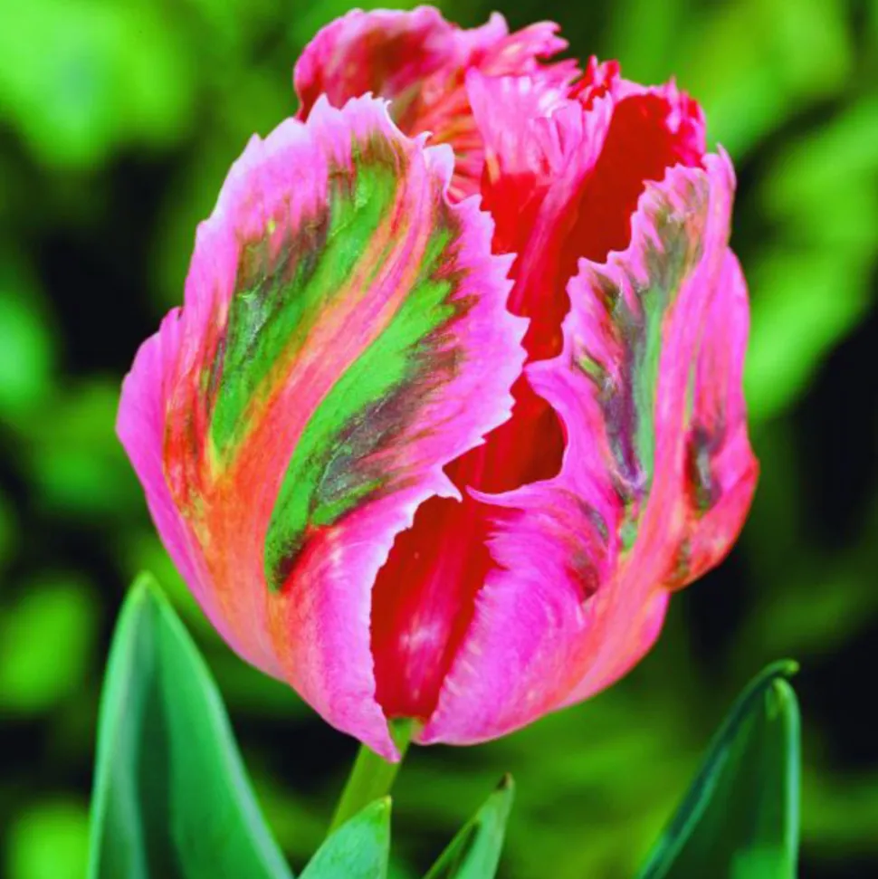 ARBORIX - 50 x tulipe fantasy - bulbes à fleurs de printemps