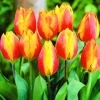 ARBORIX - 50 x tulipe flair - bulbes à fleurs de printemps