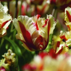 ARBORIX - 50 x tulipe flamming parrot - bulbes à fleurs de printemps