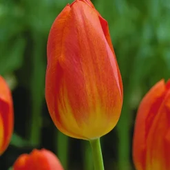 ARBORIX - 50 x tulipe general de wet - bulbes à fleurs de printemps