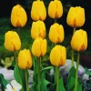 ARBORIX - 50 x tulipe golden apeldoorn - bulbes à fleurs de printemps