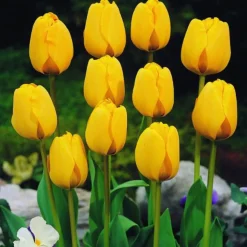 ARBORIX - 50 x tulipe golden apeldoorn - bulbes à fleurs de printemps