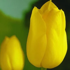 ARBORIX - 50 x tulipe golden melody - bulbes à fleurs de printemps