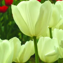 ARBORIX - 50 x tulipe inzell - bulbes à fleurs de printemps