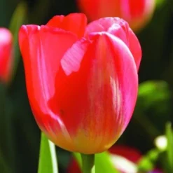 ARBORIX - 50 x tulipe judith leyster - bulbes à fleurs de printemps