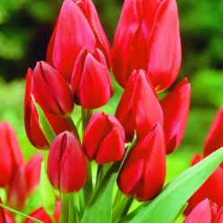 ARBORIX - 50 x tulipe keukenhof - bulbes à fleurs de printemps