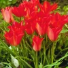 ARBORIX - 50 x tulipe linfolia - bulbes à fleurs de printemps