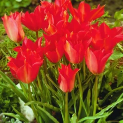 ARBORIX - 50 x tulipe linfolia - bulbes à fleurs de printemps
