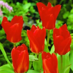 ARBORIX - 50 x tulipe madame lefeber - bulbes à fleurs de printemps