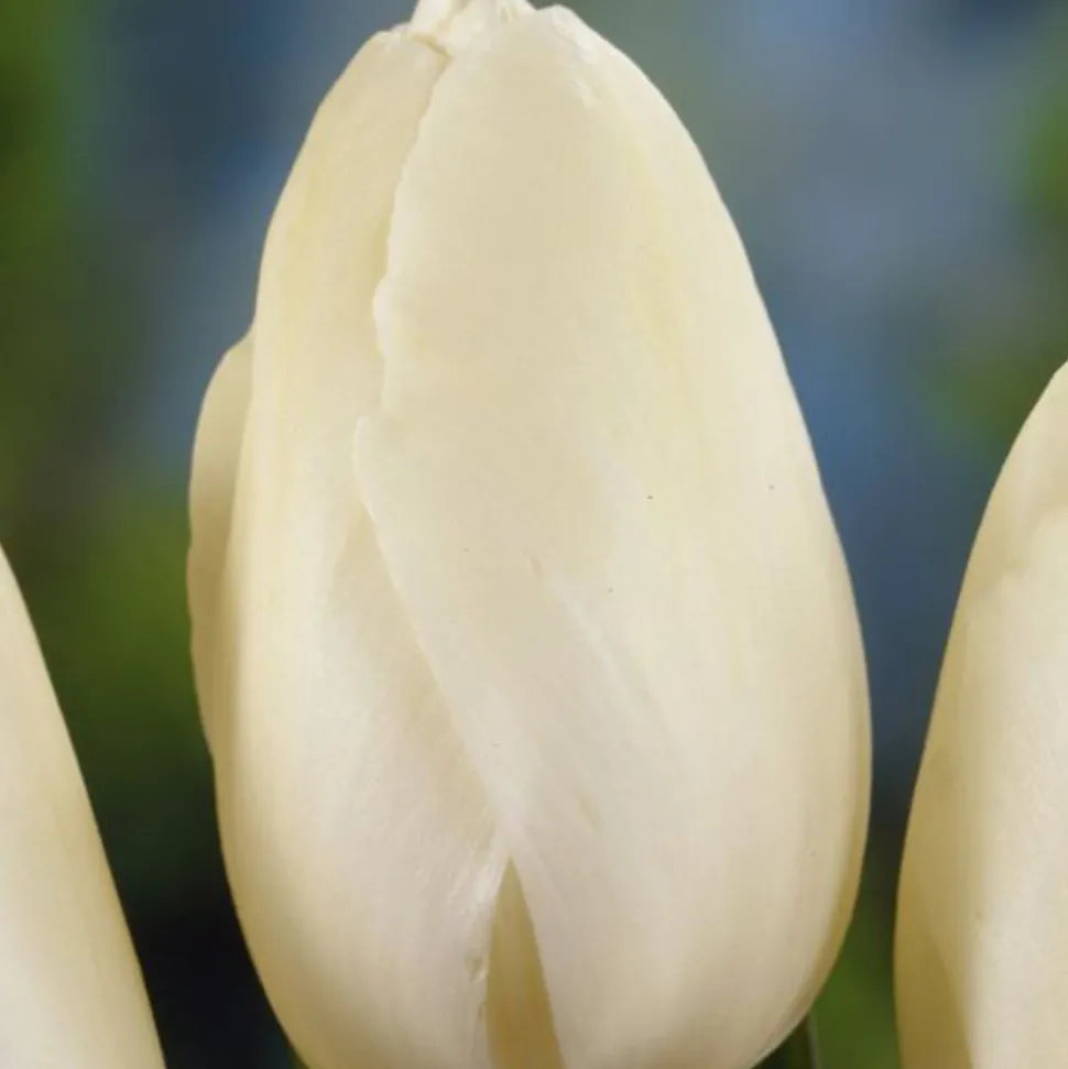 ARBORIX - 50 x tulipe maureen - bulbes à fleurs de printemps