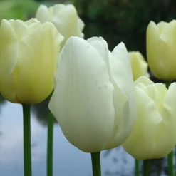 ARBORIX - 50 x tulipe maureen - bulbes à fleurs de printemps