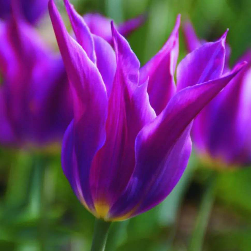 ARBORIX - 50 x tulipe maytime - bulbes à fleurs de printemps