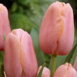 ARBORIX - 50 x tulipe menton - bulbes à fleurs de printemps