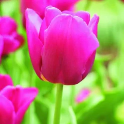 ARBORIX - 50 x tulipe negrita - bulbes à fleurs de printemps