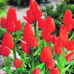 ARBORIX - 50 x tulipe orange bouquet - bulbes à fleurs de printemps