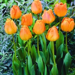 ARBORIX - 50 x tulipe orangezon - bulbes à fleurs de printemps