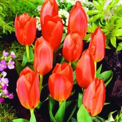 ARBORIX - 50 x tulipe oriental beauty - bulbes à fleurs de printemps