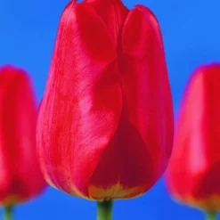 ARBORIX - 50 x tulipe oxford - bulbes à fleurs de printemps