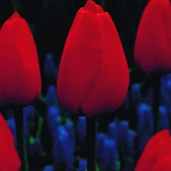 ARBORIX - 50 x tulipe parade - bulbes à fleurs de printemps