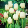 ARBORIX - 50 x tulipe pax - bulbes à fleurs de printemps