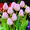ARBORIX - 50 x tulipe peerless pink - bulbes à fleurs de printemps