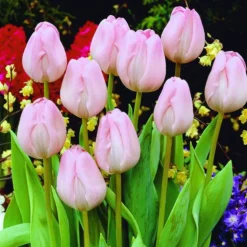 ARBORIX - 50 x tulipe peerless pink - bulbes à fleurs de printemps