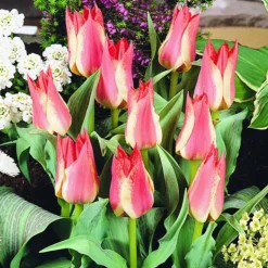 ARBORIX - 50 x tulipe plaisir - bulbes à fleurs de printemps