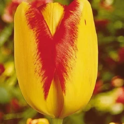 ARBORIX - 50 x tulipe princess margaret rose - bulbes à fleurs de printemps