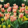 ARBORIX - 50 x tulipe québec - bulbes à fleurs de printemps