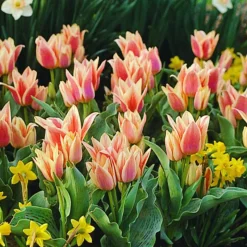 ARBORIX - 50 x tulipe québec - bulbes à fleurs de printemps