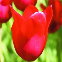 ARBORIX - 50 x tulipe red shine - bulbes à fleurs de printemps