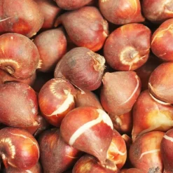 ARBORIX - 50 x tulipe red shine - bulbes à fleurs de printemps