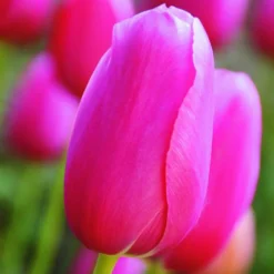 ARBORIX - 50 x tulipe renown - bulbes à fleurs de printemps