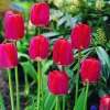 ARBORIX - 50 x tulipe spring song - bulbes à fleurs de printemps