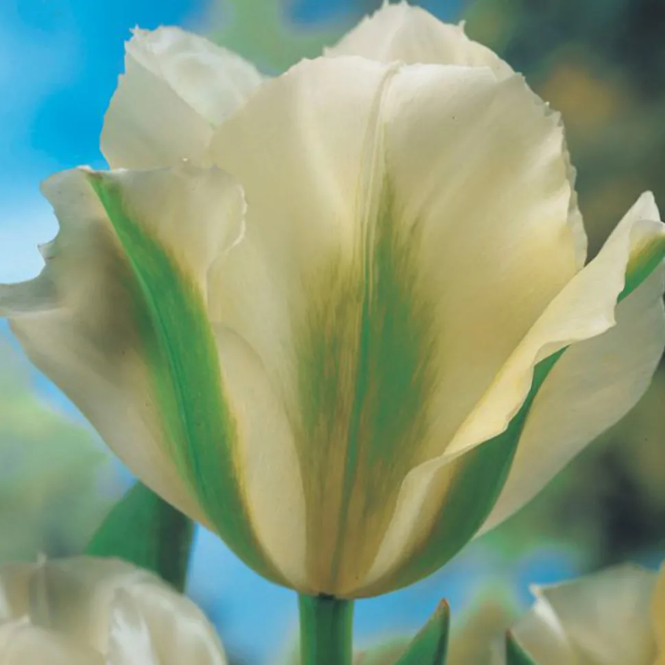 ARBORIX - 50 x tulipe spring green - bulbes à fleurs de printemps