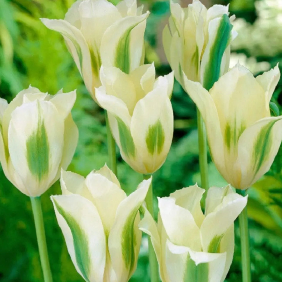 ARBORIX - 50 x tulipe spring green - bulbes à fleurs de printemps