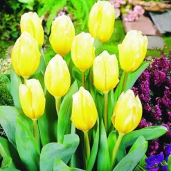 ARBORIX - 50 x tulipe sweetheart - bulbes à fleurs de printemps