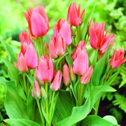 ARBORIX - 50 x tulipe toronto - bulbes à fleurs de printemps