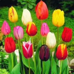 ARBORIX - 50 x tulipe triumph mix - bulbes à fleurs de printemps